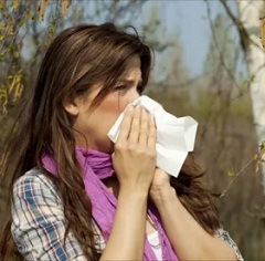 Аллергия на березу1