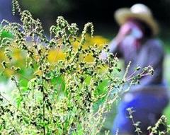 Аллергены, провоцирующие возникновение сенной лихорадки