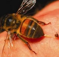 Укусы пчел: принципы терапии, диагностических методик