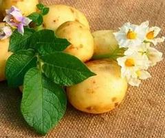 Аллергия на картофель: проявления, схема доступного лечения