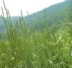 Как лечат аллергию на траву тимофеевку