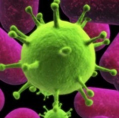 Отличия вирусов от бактерий2