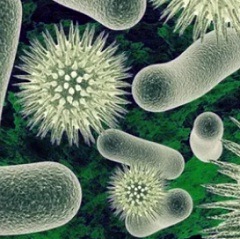 Отличия вирусов от бактерий3