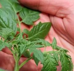 Причинные факторы, влияющие на аллергию к рассаде томатов