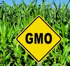 Вред ГМО2
